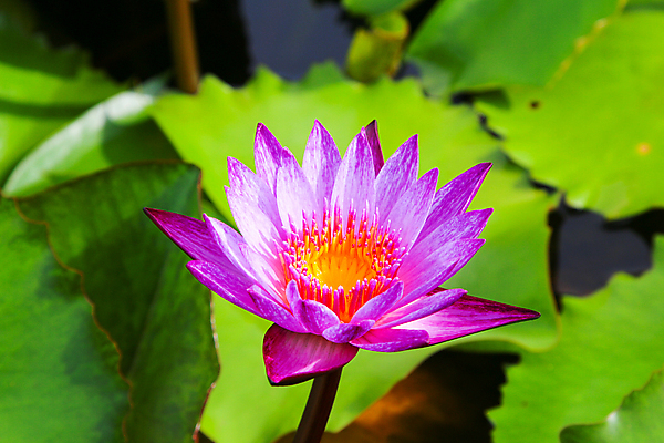 포토 JPG 해외이미지 식물 공원 꽃잎 꽃 아시아 호수 분홍색 백그라운드 잎 꽃무늬 자연 표면 연꽃 동양인 사람없음 야외 초록색 물 여름 빛 햇빛 반사 정원 보라색 봄 벚꽃 흰색 연못 개화 백합 싱글 내추럴 해외202004 해외포토 자연요소 계절 공공시설 나라 컬러 무늬 인종 태양 생태계 파일형식 이미지허브