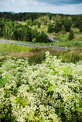 포토 JPG 해외이미지 나무 구름 계절 유럽 도로 여행 밭 농업 곡선 모션 자연 하늘 그림자 풍경 사람없음 목재 초록색 여름 파란색 농장 농경지 일출 검은색 이탈리아 운전 가을 시골 고속도로 중세 숲 아스팔트 언덕 속도 루트 방법 토스카나 목가 해외202004 해외포토 자연요소 식물 나라 산업 길 선 컬러 재료 교통시설 노을 역사 생태계 파일형식 이미지허브