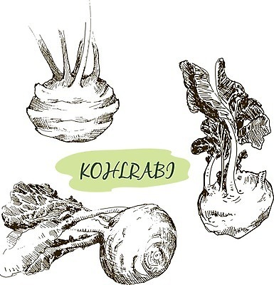 EPS 해외이미지 식물 전통 음식 백그라운드 농업 일러스트 재료 잉크 건강 요리 초록색 농장 정원 수확 골동품 성장 신선 재산 낙서 숲 스케치 그림 생태계 원예 양배추 상업 판화 성분 식용 케일 콜라비 그리너리 세련 해외202004 해외일러스트 산업 컬러 채소 미술 취미 금융 파일형식 벡터 트랜드컬러 이미지허브