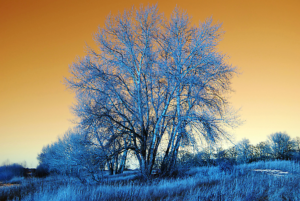 포토 JPG 해외이미지 나무 겨울 자연 미술 풍경 사람없음 파란색 컬러풀 꿈 추위 팝아트 서리 보호구역 팝 몽환 해외202004 해외포토 식물 계절 컬러 컨셉 문화예술 그림 생태계 구역 파일형식 이미지허브