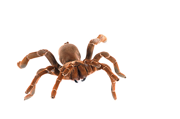 포토 JPG 해외이미지 동물 사람없음 반려동물 흰색 독약 닫기 위험 큼 무서움 왕 거미 C 토막 송곳니 기어가기 오싹 해외202004 해외포토 알파벳 감정 컬러 곤충 컨셉 모션 치아 크기 파일형식 이미지허브