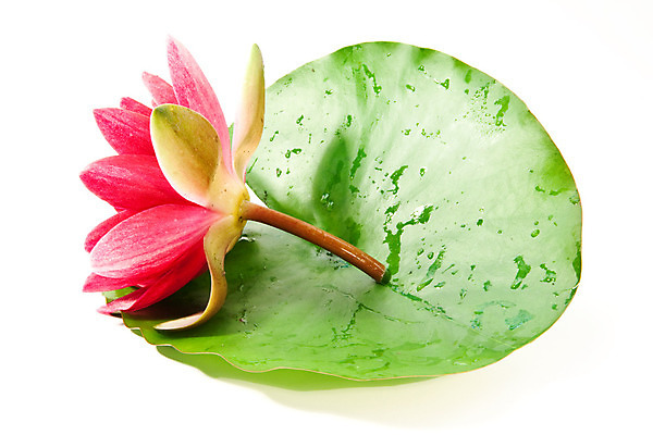 포토 JPG 해외이미지 식물 꽃 분홍색 백그라운드 잎 꽃무늬 자연 벽지 휴식 문구용품 연꽃 동양인 사람없음 장식 초록색 물 여름 환경 정원 스파 화장품 벚꽃 나뭇가지 연못 신선 개화 닫기 백합 향수 고민 원예 내추럴 고립 해외202004 해외포토 자연요소 나무 계절 감정 컬러 컨셉 무늬 모션 인종 취미 뷰티 오브젝트 생태계 파일형식 이미지허브