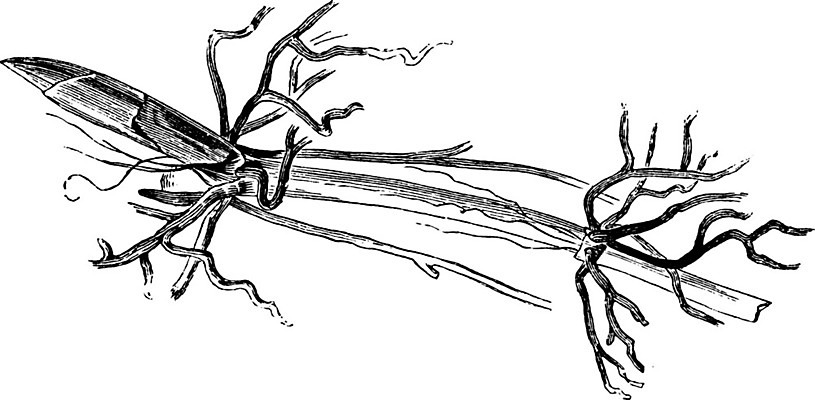 EPS 해외이미지 선 줄기 일러스트 왕관 미술 계곡 검은색 수확 흰색 백합 그림 뿌리 판화 해외202004 해외일러스트 식물 꽃 컬러 농업 문화예술 파일형식 벡터 이미지허브