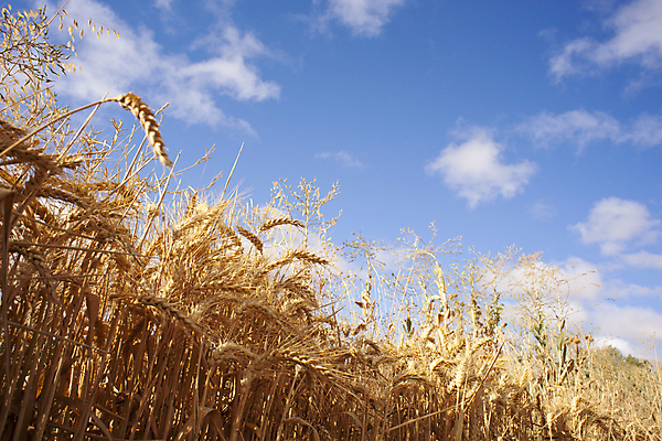 포토 JPG 해외이미지 구름 밭 농업 하늘 휴가 옥수수 풍경 사람없음 농작물 흙 수확 시골 스페인 볏짚 밀 만취 철사 밭일 산티아고 해외202004 해외포토 자연요소 유럽 산업 곡류 짚 술취함 파일형식 이미지허브