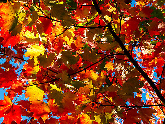 포토 JPG 해외이미지 나무 식물 계절 공원 단풍 잎 패턴 오렌지 자연 하늘 노르웨이 사람없음 야외 빨간색 파란색 컬러풀 햇빛 태양 갈색 노란색 활발 젖음 가을 나뭇가지 황금 숲 질감 장면 진홍색 내추럴 해외202004 해외포토 자연요소 공공시설 유럽 컬러 컨셉 무늬 과일 생태계 파일형식 이미지허브