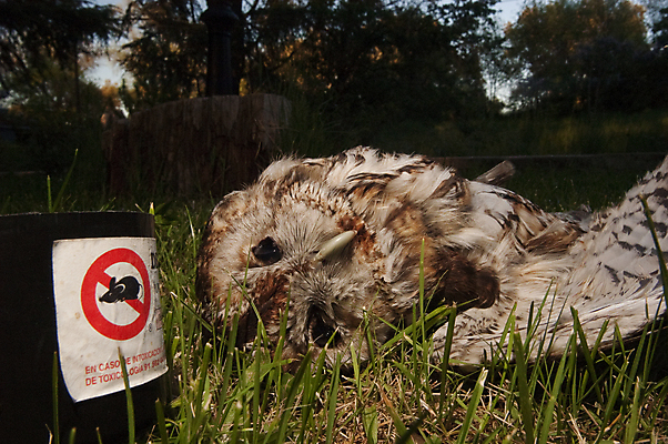 포토 JPG 해외이미지 나무 동물 유럽 포유류 자연 조류 사람없음 죽음 독약 야간 숲 깃털 부리 육식동물 부엉이 사냥꾼 동물상 발톱 아기사슴 웅장함 해외202004 해외포토 자연요소 식물 직업 나라 새끼 발 사슴 조형물 생태계 파일형식 이미지허브