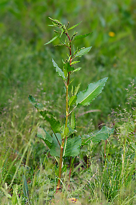 포토 JPG 해외이미지 꽃잎 꽃 호수 분홍색 잎 자연 사람없음 초록색 물 여름 평화 들꽃 벚꽃 습지 내추럴 해외202004 해외포토 자연요소 식물 계절 컬러 컨셉 생태계 파일형식 이미지허브