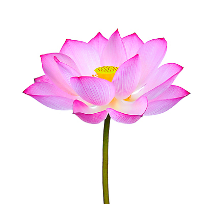 포토 JPG 해외이미지 식물 꽃잎 꽃 선 분홍색 백그라운드 꽃무늬 자연 연꽃 사람없음 물 여름 봄 벚꽃 흰색 개화 백합 수련 내추럴 고립 해외202004 해외포토 자연요소 계절 컬러 무늬 생태계 파일형식 이미지허브