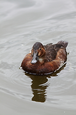 포토 JPG 해외이미지 동물 여자 자연 조류 오리 사람없음 갈색 깃털 부리 해외202004 해외포토 컬러 사람 생태계 파일형식 이미지허브