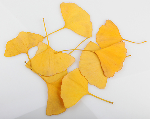 포토 JPG 해외이미지 스튜디오촬영 나무 식물 줄기 백그라운드 잎 재료 자연 중국문화 건강 사람없음 초록색 건강관리 정원 봄 성장 약재 흰색 신선 닫기 자르기 허브 오브젝트 내추럴 고립 해외202004 해외포토 동양문화 계절 컬러 외국문화 모션 실내 관리 약 생태계 파일형식 이미지허브