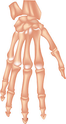 EPS 클립아트 손 신체 일러스트 손가락 뼈 사람 사람없음 장기 근골격기관 손등 손가락뼈 국내일러스트 신체부위 장기_의학 파일형식 벡터