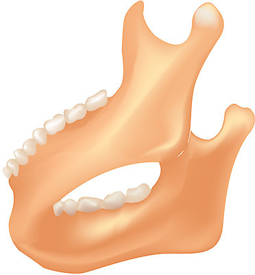 EPS 클립아트 신체 일러스트 뼈 사람 사람없음 입 치아 장기 근골격기관 턱 턱뼈 국내일러스트 신체부위 소화기관 장기_의학 파일형식 벡터