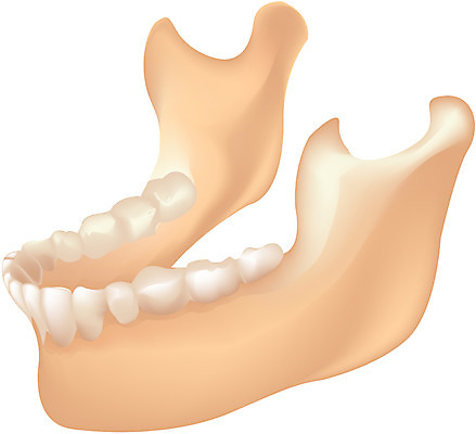 EPS 클립아트 신체 일러스트 뼈 사람 사람없음 입 치아 장기 근골격기관 턱 턱뼈 국내일러스트 신체부위 소화기관 장기_의학 파일형식 벡터