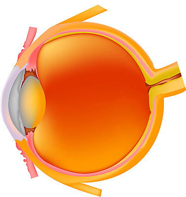 EPS 클립아트 신체 일러스트 사람 사람없음 장기 감각기관 안구 국내일러스트 신체부위 장기_의학 파일형식 벡터