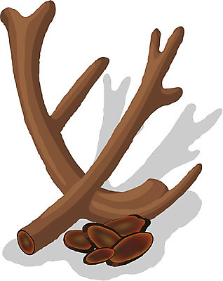 EPS 클립아트 웰빙 일러스트 의학 사람없음 치료 약 한의학 한약재 의료용품 한약 오브젝트 녹용 국내일러스트 의료기기 약재 파일형식 벡터