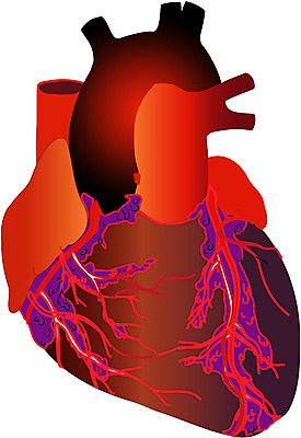 EPS 클립아트 신체 일러스트 해부 의학 사람 사람없음 치료 심장 장기 순환기관 국내일러스트 장기_의학 파일형식 벡터
