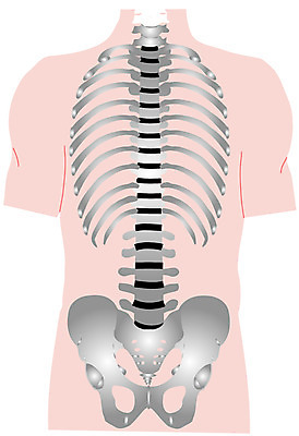 EPS 클립아트 신체 일러스트 해부 의학 뼈 사람없음 치료 장기 근골격기관 갈비뼈 골반뼈 국내일러스트 장기_의학 파일형식 벡터