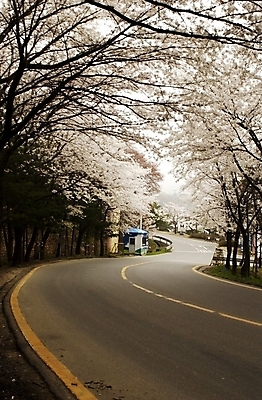 포토 JPG 주간 나무 식물 꽃 도로 길 백그라운드 풍경 사람없음 야외 봄 산책로 드라이브 벚꽃 아스팔트 체리꽃 국내포토 자연요소 계절 교통시설 운전 파일형식