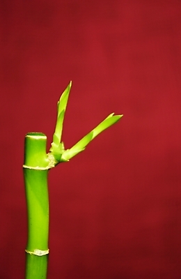 포토 JPG 스튜디오촬영 식물 사람없음 한개 대나무 개운죽 국내포토 나무 1 실내 파일형식