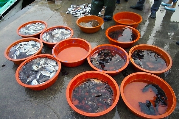 포토 JPG 주간 백그라운드 식재료 바닥 어류 어업 사람없음 야외 해산물 담기 수산시장 고무대야 국내포토 자연요소 산업 모션 수중동물 시장 대야 파일형식