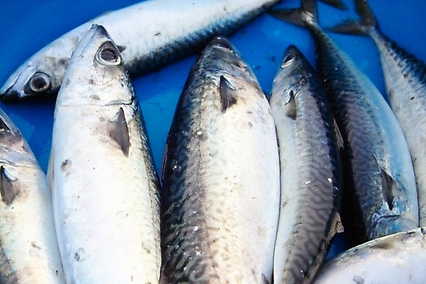 포토 JPG 바다 식재료 어류 근접촬영 사람없음 해산물 담기 고등어 고무대야 국내포토 뷰포인트 모션 수중동물 대야 파일형식