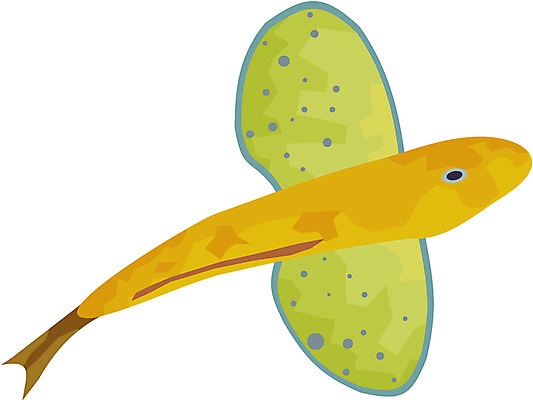 EPS 클립아트 동물 척추동물 한마리 일러스트 어류 사람없음 날치 국내일러스트 1 수중동물 파일형식 벡터