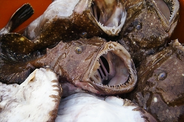 포토 JPG 식재료 어류 입벌림 사람없음 해산물 담기 고무대야 아귀 국내포토 모션 표정 수중동물 대야 파일형식