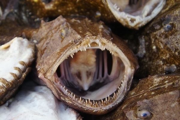 포토 JPG 식재료 어류 입벌림 근접촬영 사람없음 해산물 아귀 국내포토 뷰포인트 표정 수중동물 파일형식
