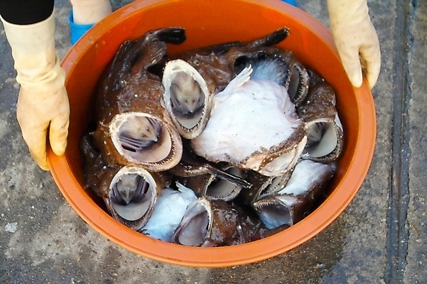 포토 JPG 주간 손 어패류 어류 어업 들기 야외 신체부위 해산물 담기 수산시장 고무대야 아귀 국내포토 자연요소 동물 산업 모션 사람 수중동물 시장 대야 파일형식