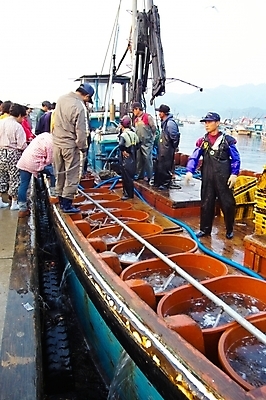 포토 JPG 주간 전신 여자 남자 산업 백그라운드 어류 어업 여러명 성인 야외 어선 해산물 어촌 수산시장 경매 고무대야 성인만 국내포토 자연요소 다수 배_교통 사람 경제 수중동물 시골 시장 대야 파일형식