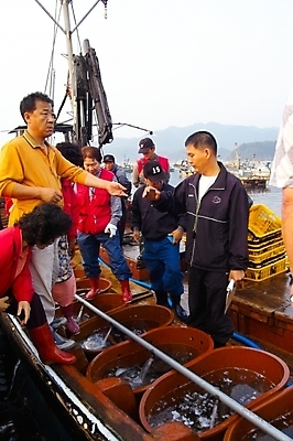 포토 JPG 주간 전신 여자 남자 산업 백그라운드 허리숙이기 어류 어업 여러명 상반신 성인 야외 손들기 어선 어부 해산물 어촌 수산시장 경매 성인만 국내포토 자연요소 직업 다수 배_교통 모션 숙이기 사람 경제 수중동물 시골 시장 파일형식