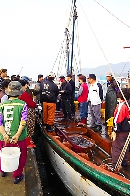 포토 JPG 주간 여자 남자 산업 백그라운드 교통 수상교통 어류 어업 사람 여러명 야외 어선 어부 해산물 어촌 경매 선박 국내포토 자연요소 직업 교통수단 다수 배_교통 경제 수중동물 시골 파일형식