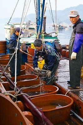 포토 JPG 주간 남자 산업 바다 백그라운드 교통 수상교통 어류 어업 사람 야외 세명 어선 어부 해산물 어촌 경매 선박 남자만 국내포토 자연요소 직업 교통수단 배_교통 경제 수중동물 시골 파일형식