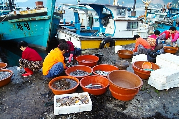 포토 JPG 주간 여자 노년 산업 중년 백그라운드 어류 어업 여러명 야외 항구 작업 어선 해산물 어촌 수산시장 웅크림 스티로폼박스 여자만 국내포토 자연요소 다수 배_교통 교통시설 모션 사람 성인 상자 수중동물 시골 시장 파일형식