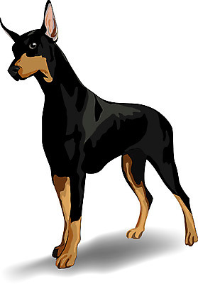 EPS 동물 척추동물 한마리 육지동물 반려견 일러스트 포유류 사람없음 반려동물 강아지 사냥견 도베르만핀셔 국내일러스트 1 개 파일형식 벡터 핀셔