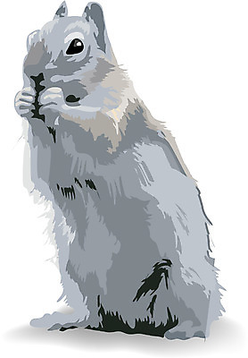 EPS 동물 척추동물 한마리 육지동물 야생동물 일러스트 포유류 사람없음 개 밤 설치류 다람쥐 청설모 국내일러스트 1 견과류 파일형식 벡터