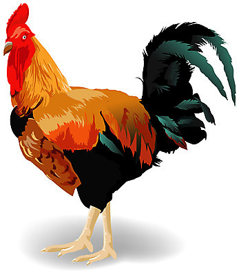 EPS 동물 척추동물 한마리 일러스트 조류 사람없음 가축 닭 깃털 수탉 국내일러스트 1 수컷 파일형식 벡터