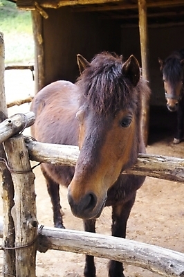 포토 JPG 주간 동물 척추동물 육지동물 두마리 포유류 사람없음 야외 울타리 가축 말_동물 축사 조랑말 국내포토 자연요소 건축물 2 담장 축산업 파일형식