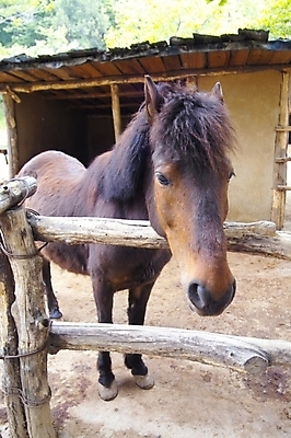 포토 JPG 주간 동물 척추동물 한마리 육지동물 포유류 사람없음 야외 울타리 가축 말_동물 축사 조랑말 국내포토 자연요소 1 건축물 담장 축산업 파일형식