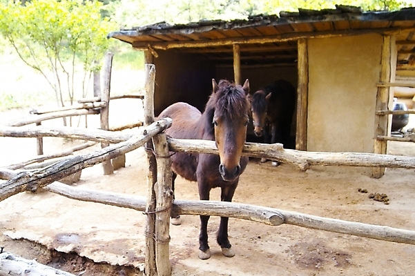 포토 JPG 주간 동물 척추동물 육지동물 두마리 포유류 사람없음 야외 울타리 가축 말_동물 축사 조랑말 국내포토 자연요소 건축물 2 담장 축산업 파일형식