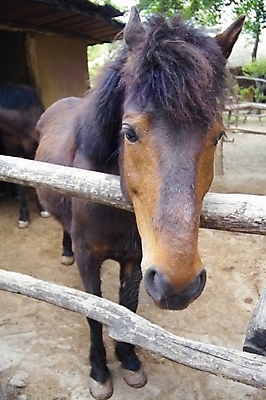 포토 JPG 주간 동물 척추동물 육지동물 두마리 포유류 사람없음 야외 울타리 가축 말_동물 축사 조랑말 국내포토 자연요소 건축물 2 담장 축산업 파일형식