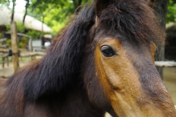 포토 JPG 주간 동물 척추동물 한마리 육지동물 포유류 사람없음 야외 가축 말_동물 조랑말 국내포토 자연요소 1 파일형식