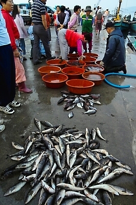 포토 JPG 주간 동물 여자 남자 자연 어류 어업 사람 풍경 여러명 야외 항구 도시 시장 어부 장사 고등어 수산시장 부둣가 어시장 국내포토 자연요소 직업 산업 다수 교통시설 수중동물 생태계 상업 파일형식