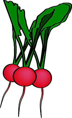 EPS 클립아트 식물 음식 채소 일러스트 식재료 사람없음 농작물 순무 적환무 국내일러스트 농업 무 파일형식 벡터