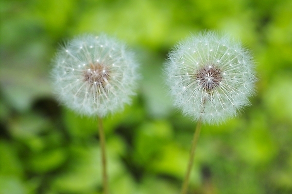 포토 JPG 주간 식물 꽃 한송이 씨앗 사람없음 야외 봄 민들레 두송이 민들레홀씨 국내포토 자연요소 1 계절 2 송이 파일형식