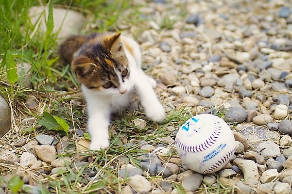 포토 JPG 주간 식물 동물 척추동물 한마리 육지동물 스포츠용품 공 포유류 초원 사람없음 야외 반려동물 고양이 야구 돌_바위 조약돌 풀 야구공 동물라이프 반려 국내포토 자연요소 1 라이프스타일 스포츠 구기 야구용품 오브젝트 파일형식