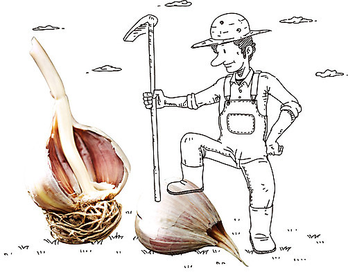 구름 편집이미지 캐릭터 모자 웰빙 남자 채소 포토일러 마늘 한명 서기 사람 성인 농작물 농사 농부 농기구 유기농 곡괭이 남자만 남자한명만 성인남자만 성인만 이미지편집 AI파일 자연요소 직업 1 잡화 농업 모션 파일형식 벡터