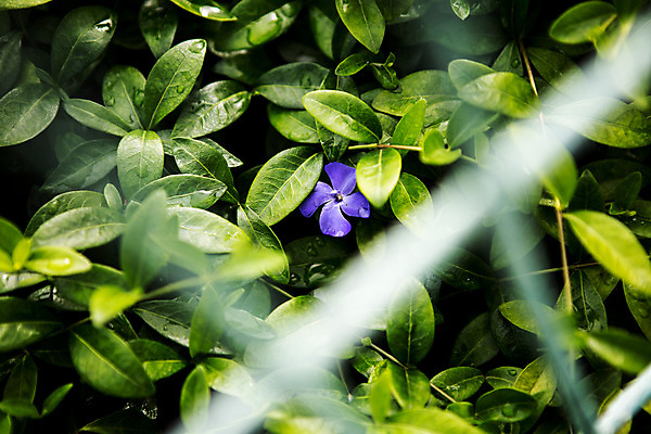 포토 JPG 주간 식물 꽃 유럽 나뭇잎 사람없음 야외 보라색 풀 동유럽 폴란드 바르샤바 국내포토 자연요소 나라 컬러 잎 파일형식