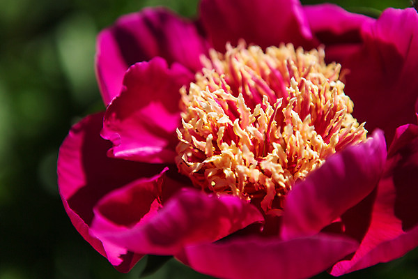 포토 JPG 주간 식물 꽃 유럽 분홍색 근접촬영 사람없음 야외 동유럽 폴란드 바르샤바 와지엔키공원 국내포토 자연요소 공원 나라 뷰포인트 컬러 파일형식