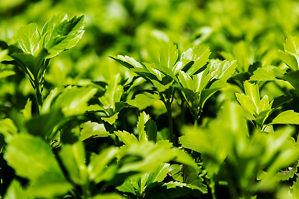 포토 JPG 주간 식물 유럽 잎 근접촬영 사람없음 야외 초록색 풀 동유럽 폴란드 바르샤바 와지엔키공원 국내포토 자연요소 공원 나라 뷰포인트 컬러 파일형식